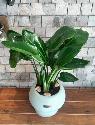 Compact Banana Leaves Tropica