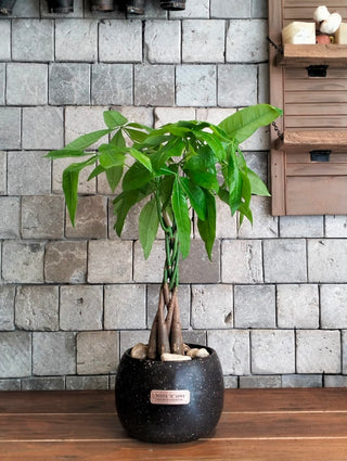 EverLuck MoneyTree