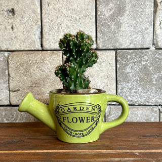 Mini Cactus Joy