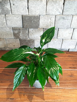 Fresh Aura Lily Petite