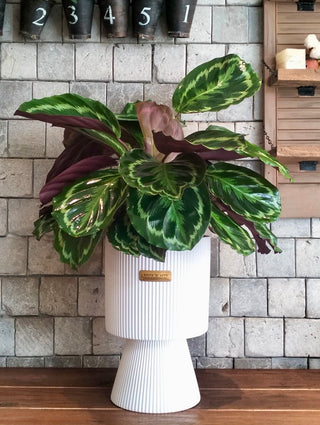 Rosé Calathea Grace