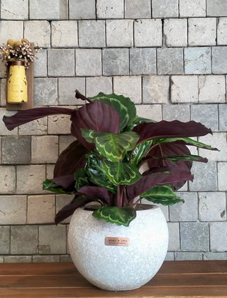 Rose Painted Calathea