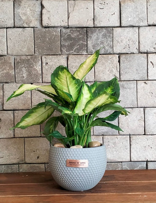 Ivory Mist Dieffenbachia