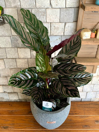 Pink Breeze Calathea