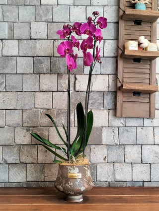 Améline Orchid