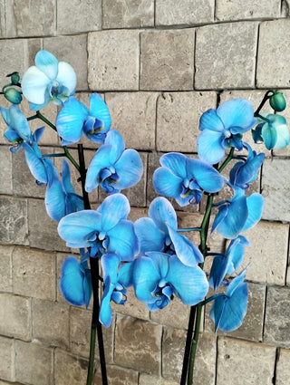 Royal Blossom Orchids
