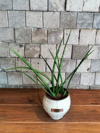 Verde Sansevieria