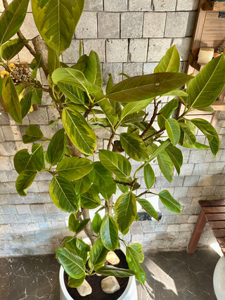 Ficus Audrey Banyan Tree