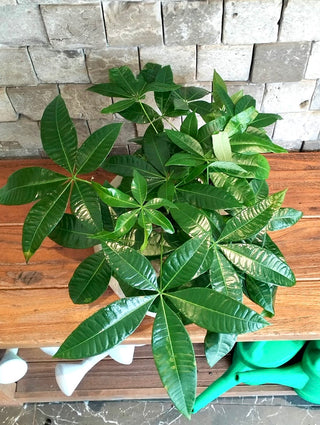 Fortune Grove Money Tree Bonsai