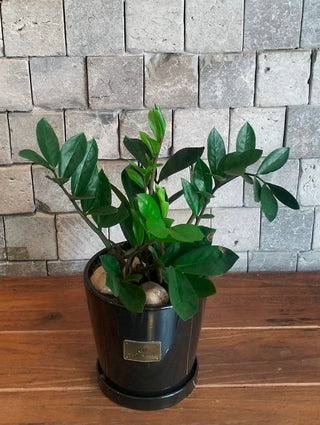 Petite Zamia Gem