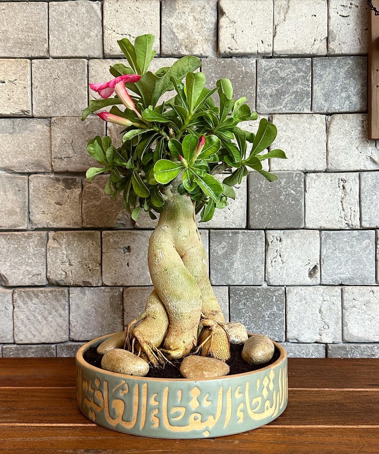 Desert Rose Bonsai Adenium | Handmade Designer Collection
