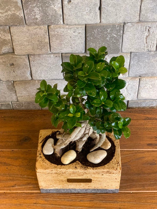 Jewel Bonsai | Artisan Marble Pottery Collection