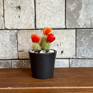 Mini Cactus Joy