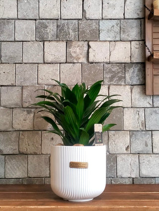 GlowLeaf Compacta