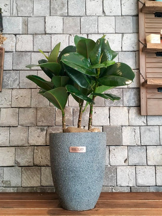 Velvet Leaf Rubber Plant