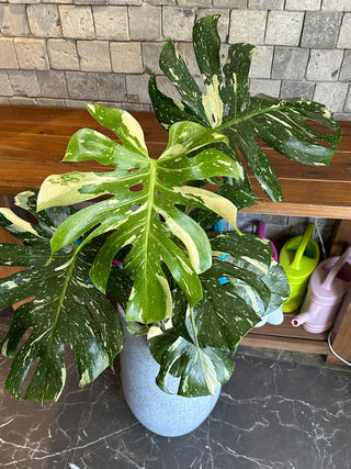 Monstera Exotique Édition