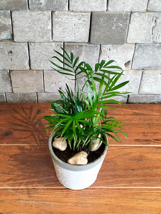Fresh Aura Palm Petite