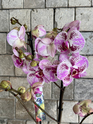 Améline Noir Orchid | Sculpted Indian Wooden Pot