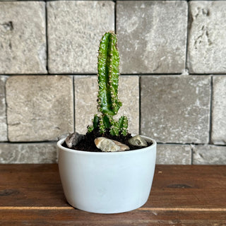 Mini Cactus Joy