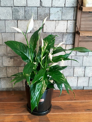Peace Lily Delight