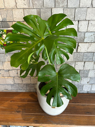 Swiss Cheese Plant Monstera Deliciosa