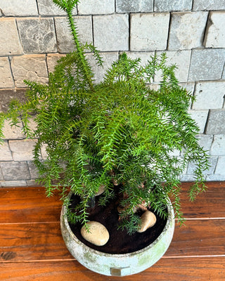 ‘Rustic-Chic’ Pine of Norfolk Island Bonsai