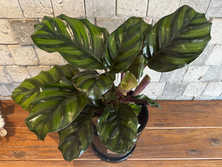 Calathea Fasciata, The Prayer Plant