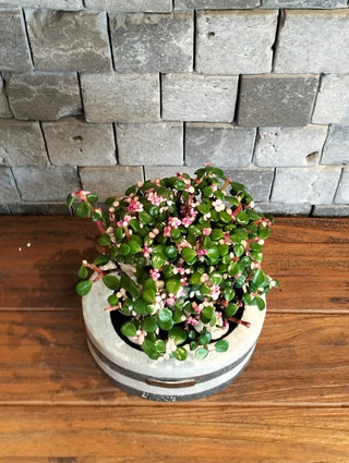 Pink Jade Bonsai · Noir | Artisan Marble Pottery Collection (Copy)