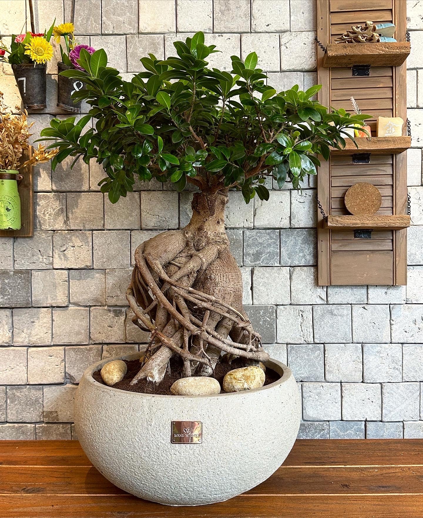 Refined Twist Bonsai Tree