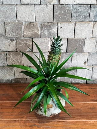 Golden Crown Pineapple