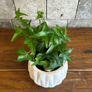 Petite English Ivy Botanique