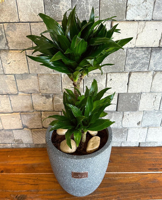 TropiGlow Dracaena ’Compacta’