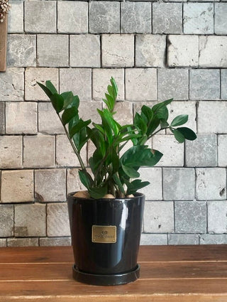 Petite Zamia Gem