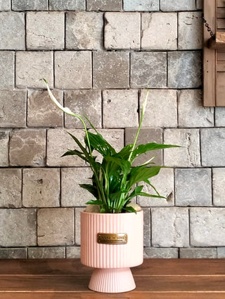 Peace Lily Petite