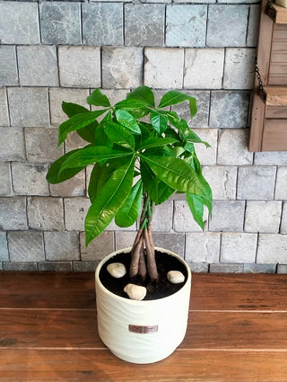 EverLuck MoneyTree
