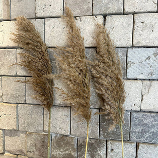 Dried Fluffy Pampas Grass