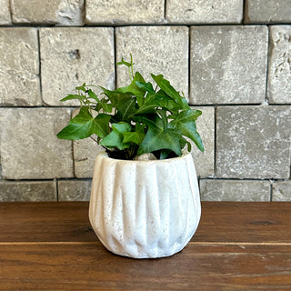 Petite English Ivy Botanique