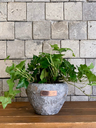 Rustic Sweetheart English Ivy Petite