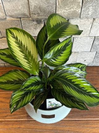 Calathea Beauty Star, The Prayer Plant