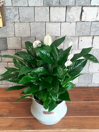 Peace Lily Bliss