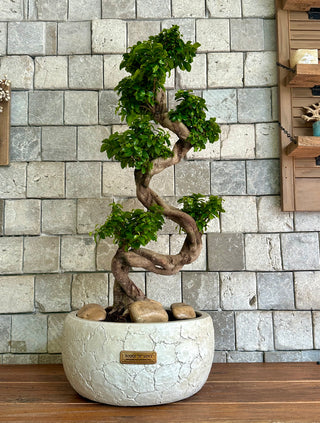Twisté Bonsai Allure