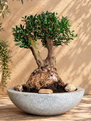 Eterna™ Olive Bonsai – Signature Edition