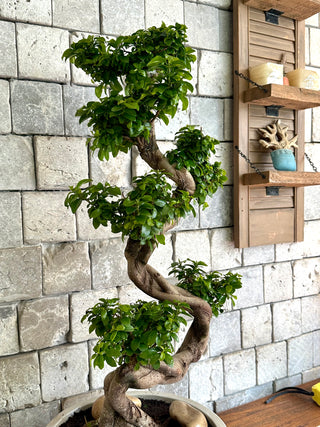 Twisté Bonsai Allure