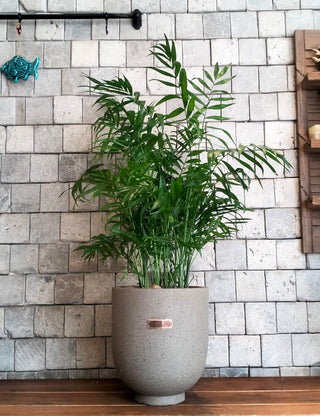 Lush Palm Aura