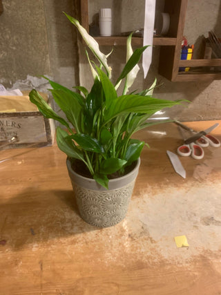 Peace Lily Petite