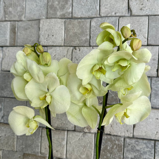 Éloria Orchid | Sculpted Indian Wooden Pot