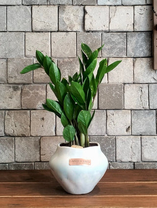 Zamia Gem Petite