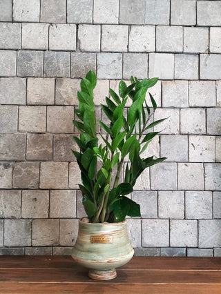 Zamia Terra