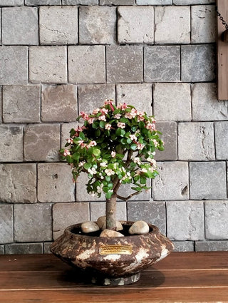 Pink Jade Bonsai · Héritage