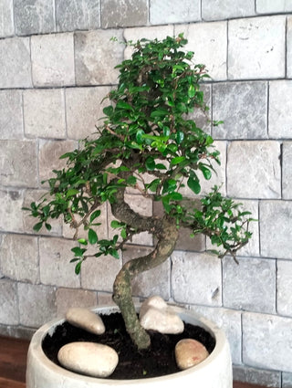 Fukien Tea Carmona Bonsai